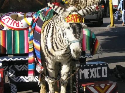 Donkey Zebra in TJ (Zonkey?) In Tijuana they have these do. 