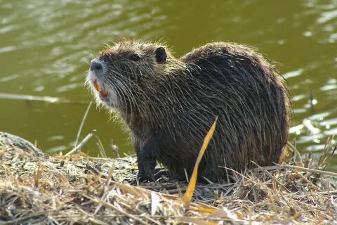 Nutria wallpapers, Animal, HQ Nutria pictures 4K Wallpapers 