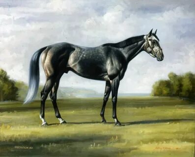 Spectacular Bid, 1981 Horses, Racehorse, Classic equine
