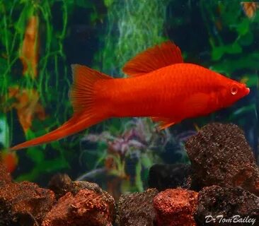 Red Eye Swordtail Aquarium fish, Tropical fish, Tropical fis