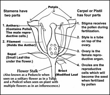 Parts of a Flower Diagram with explanations. Parts of a flow