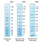 BlueAQUA Prestained Protein Ladder 125 ul