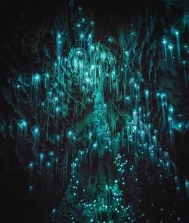 Waitomo Glowworm Caves - New Zealand ✨ ❤ ️❤ ️❤ ️✨ Picture by ✨ 
