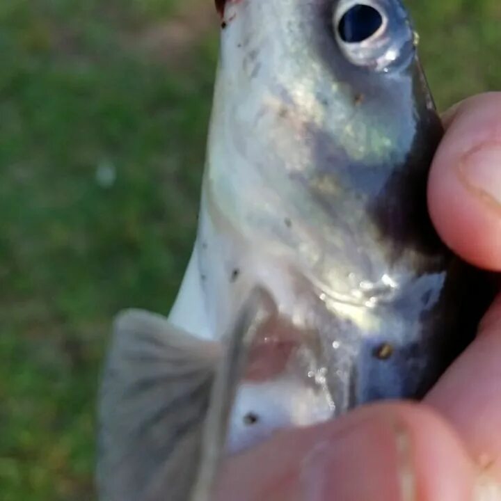 Sarah Rumfelt в Instagram: "Catfish make noises #fishing #catfish"...