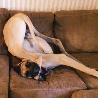 My graceful Great Dane, Hendrix. Funny animal pictures, Grea