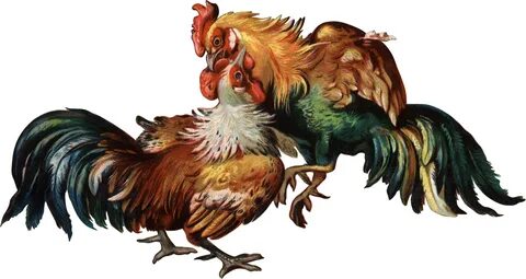 Cockfight Rooster Clip art - cock png download - 2596*1378 -