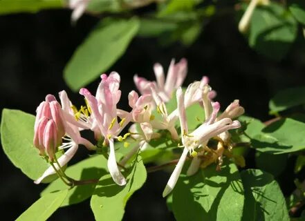 Tartarian honeysuckle Archives - Watching for WildflowersWat