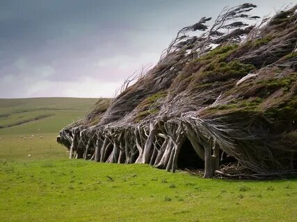 10 Strangest Trees On Earth Weird Trees Unique Trees Beautif
