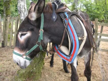 Free Images : rein, collar, donkey, bridle, ass, mare, halte