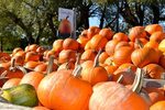 HD wallpaper: pumpkin, pumpkin patch, autumn, fall, orange, 