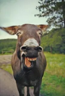 Laughing Donkey Hahaa... This is by far my most popular ph. 