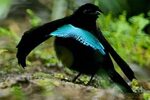 ☄ Birds of Paradise - Mating Behaviour ☄ Wild Animals! Amino