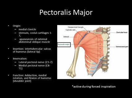 Lab 4 - 3.2: Shoulder. - ppt video online download