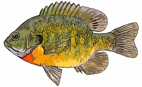 Bluegill Fishing - Discover the Thrill of the 'Gill - Hook &