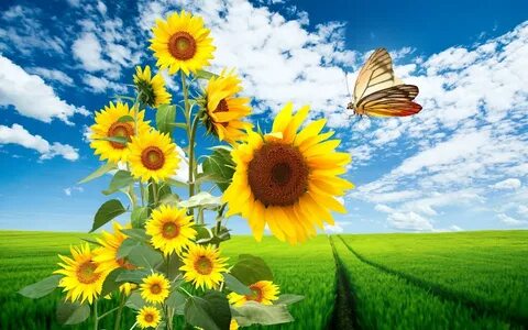 Солнце цветы бабочка природа обои и картинки на рабочий стол