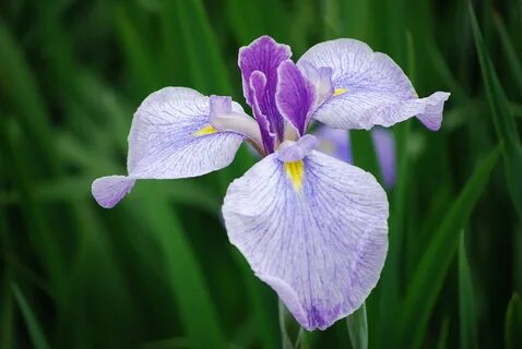 Файл:Iris,Suigo-Sawara-aquatic-botanical-garden,Katori-city,Japan.jpg.