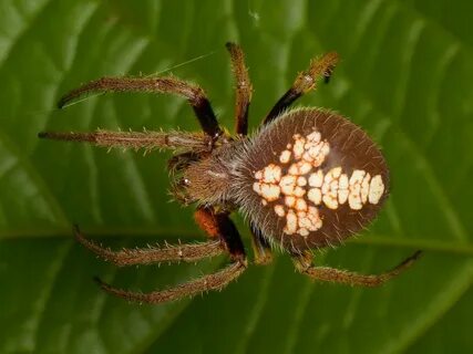 Tropical orb weaver, Eriophora fuliginea? Arachnids, Spider,