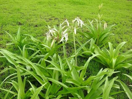 File:Woodrow's Lily Crinum woodrowii DSCN6755 (27) 14.jpg - 