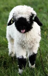 Northumberland farmer welcomes unseasonal arrivals as 'world