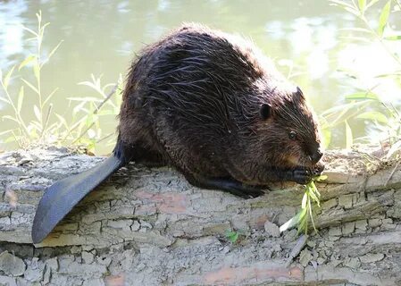 Busy Beaver Photograph by Theresa Meegan Fine Art America