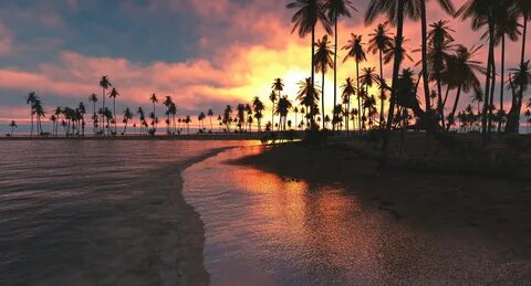 silhouette of coconut palm trees #nature #landscape #tropica