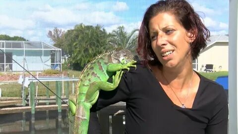 NBC DFW di Twitter: "A Florida woman's pet iguana goes from 