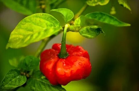 Como sembrar Ají Dulce en mi huerto Stuffed peppers, Pepper 