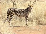 The Wildlife: The King Cheetah Amazing Facts & Pictures