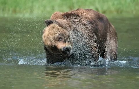 Обои брызги, медведь, купание, водоем картинки на рабочий ст