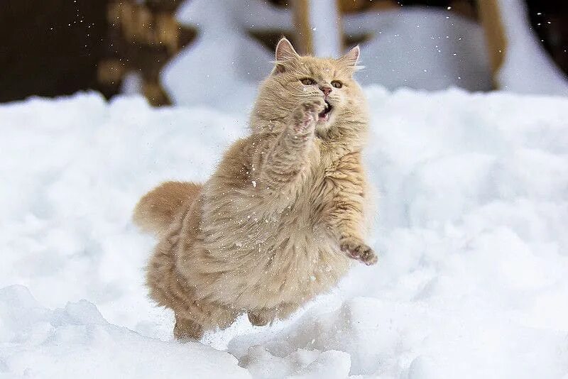 May be an image of cat and snow. 