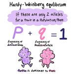 The Hardy Weinberg Equation Pogil Answers : hardy-weinberg -