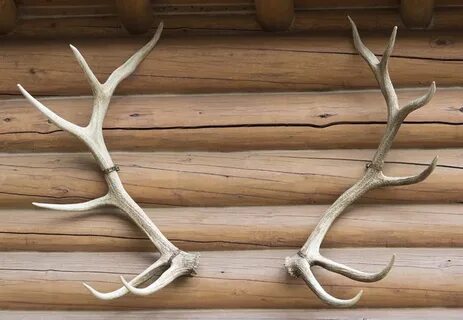 Antlers Free stock photos - Rgbstock - Free stock images mic