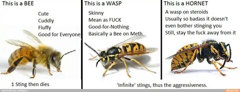 This is a BEE This is a WASP This is a HORNET Cute ST ara ay