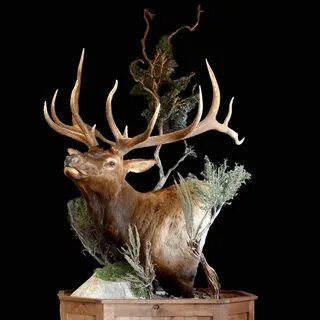 elk shoulder mount - Google Search Taxidermy, Taxidermy disp