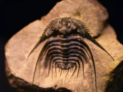 File:WLA hmns Trilobite Kettneraspis sp.jpg - Wikimedia Comm