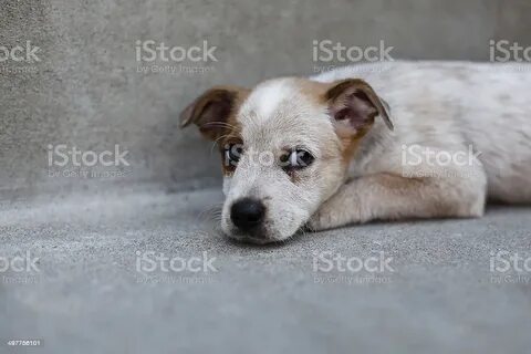 Red Heeler Rat Terrier Mix Puppy Laying Down Stok Fotoğrafla