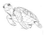Leatherback Sea Turtle Drawing Related Keywords & Suggestion
