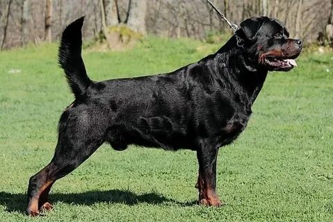 Rottweiler Tail - Tail Docking and related facts - Rottweile