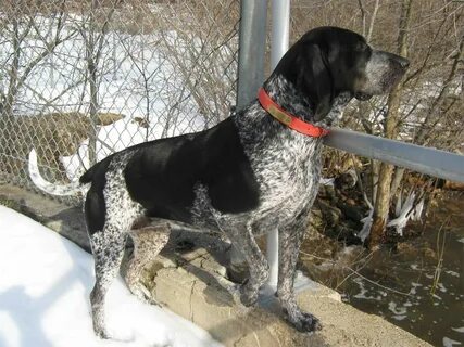 Bluetick Coonhound - Large-size hounds . United States Dogs