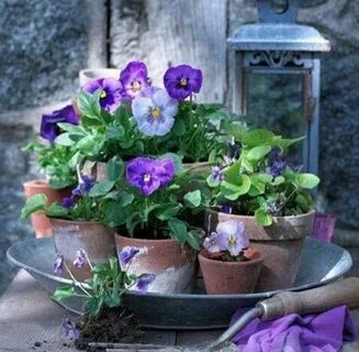 Image result for outdoor pansy arrangements Flower pots, Bea