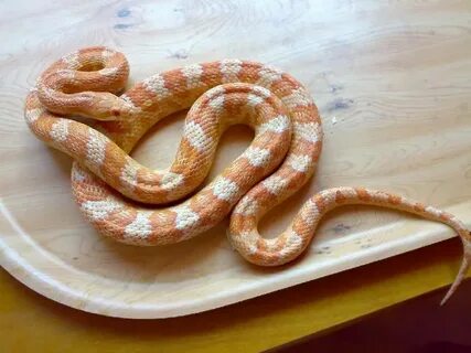 10 Beautiful Corn Snake Morphs - Reptile World Facts Corn sn