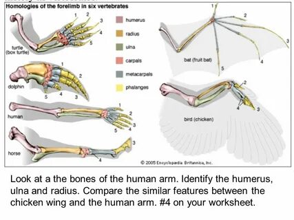 A Musculoskeletal System Lab - ppt video online download
