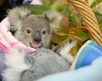 Домашние коалы (44 фото) - фото - картинки и рисунки: скачат