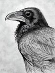Как нарисовать ворону: легкая поэтапная инструкция с описани