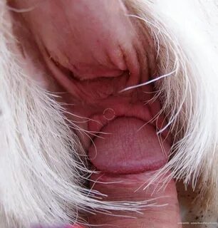 Post 39883: anus beastforum bestiality female_goat human_pen