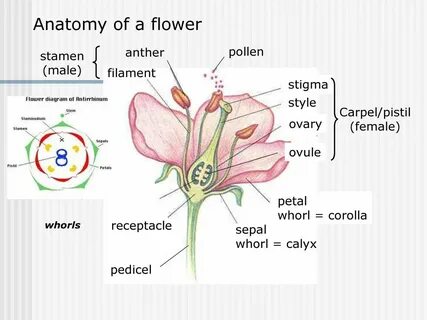 Anatomy of a flower anther pollen stamen (male) filament sti