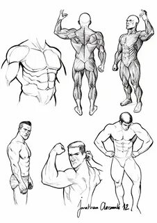 Muscles study Anatomy sketches, Drawing male anatomy, Anatom