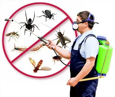 Pests Control Companies clear all pests and rodents from hom