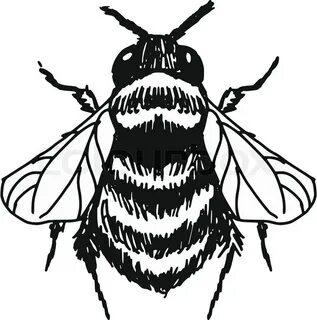 Bumble Bee Drawing Pictures at GetDrawings Free download