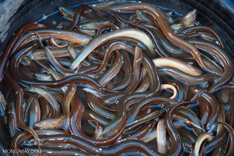 Bucket of live eels at fish market in Rantepao (Toraja Land 